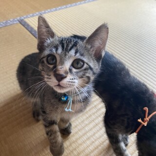 くっついて寝るのが好き☆青くん