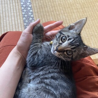 遊ぶの好き☆甘えるの好き☆オレンジくん