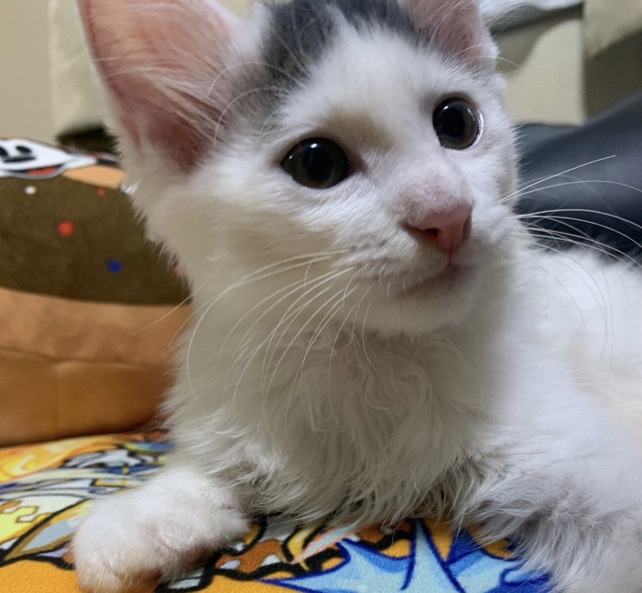 面白い模様の長毛フワフワ 埼玉県 猫の里親募集 ペットのおうち 月間利用者150万人