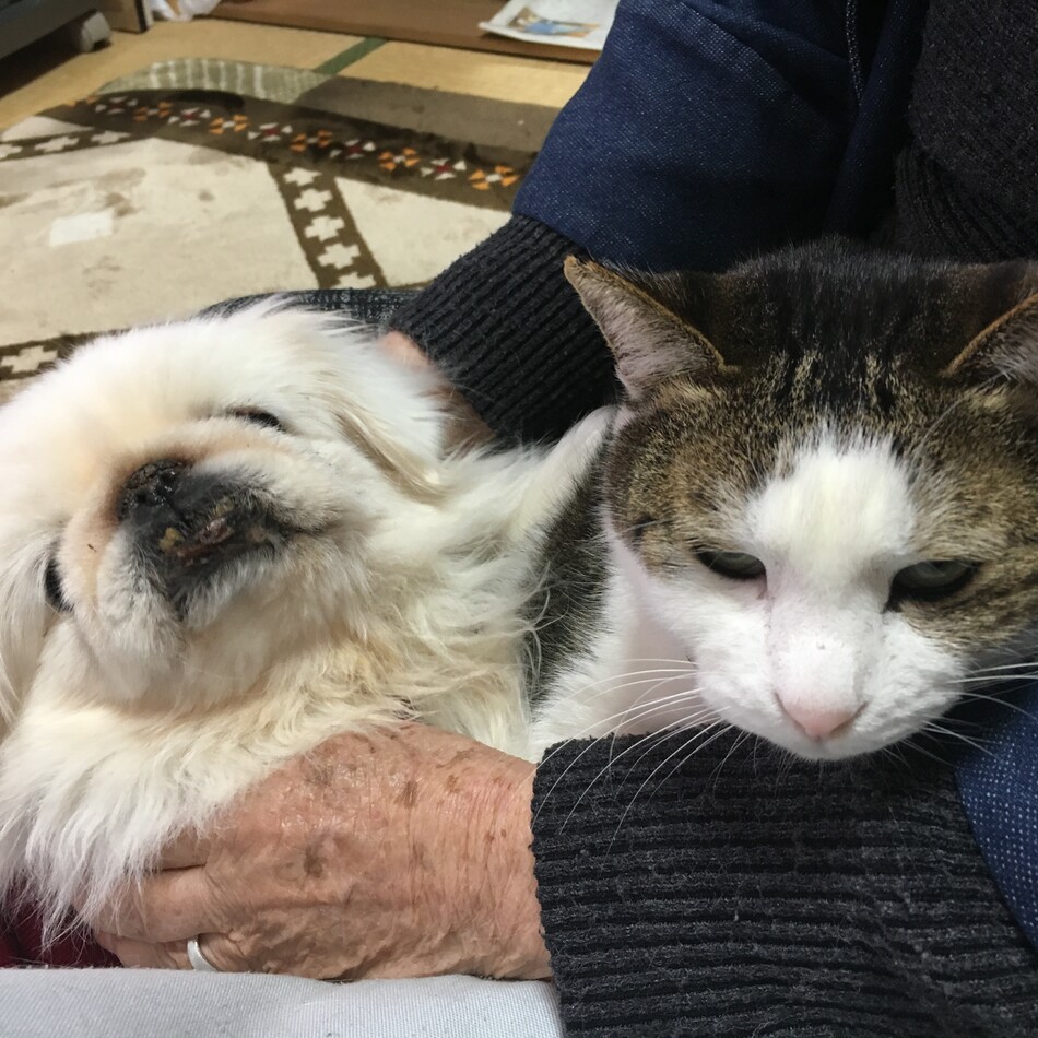 ディロンのカバー写真