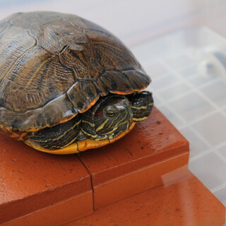 保護カメの里親になってくれる方を探しています！