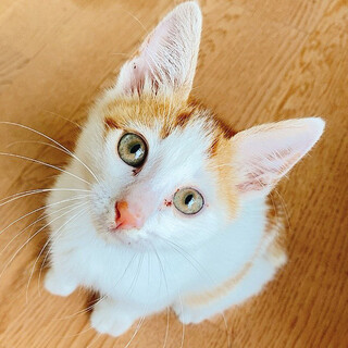 【島根県出雲市】子猫の飼い主さん募集