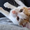 【島根県出雲市】子猫の飼い主さん募集 サムネイル6