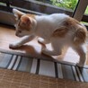 【島根県出雲市】子猫の飼い主さん募集 サムネイル7