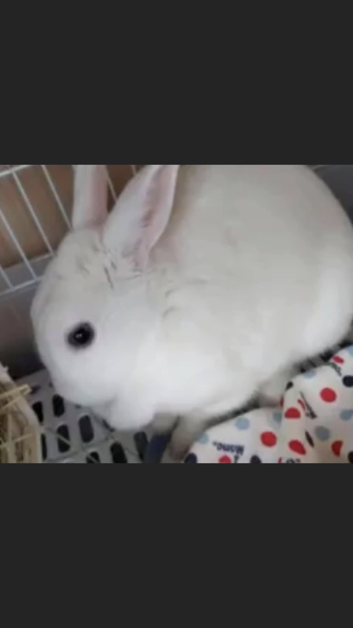 ミニウサギの雑種のおこめちゃん 三重県 小動物の里親募集 ペットのおうち 月間利用者150万人