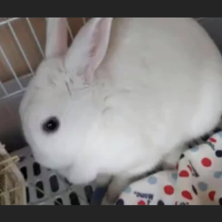 ミニウサギの雑種のおこめちゃん