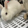 ミニウサギの雑種のおこめちゃん サムネイル3