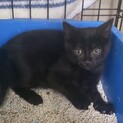 元気いっぱい三兄妹の黒猫君♡