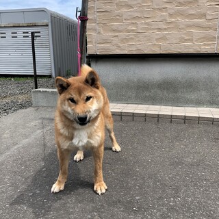 柴犬　男の子　7ヶ月