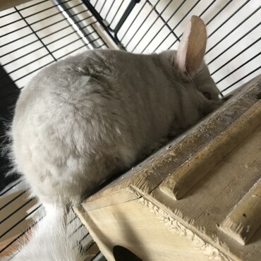 このは