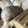 このは