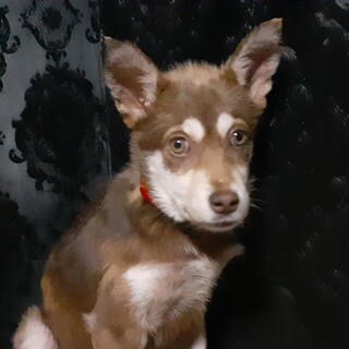 セーラちゃん(^^)里親様決まりました!