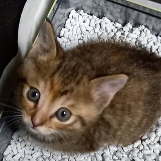 ★4匹兄妹の元気な子猫です★