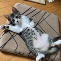 甘えん坊なキジシロ女の子です