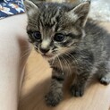 新しい飼い主さんが見つかりました。