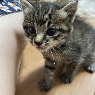 新しい飼い主さんが見つかりました。