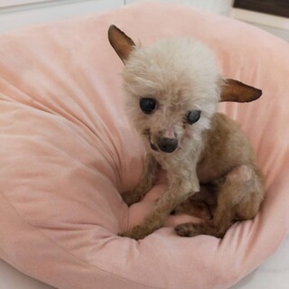 とてもちっちゃくて可愛いタイニートイプードル