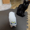 尻尾と耳を味見済みです