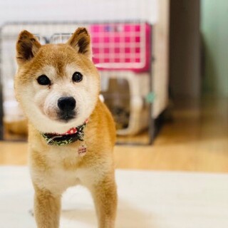 いじらしい人との生活頑張り中の柴犬エルモ