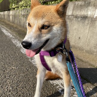 「ひな」女の子