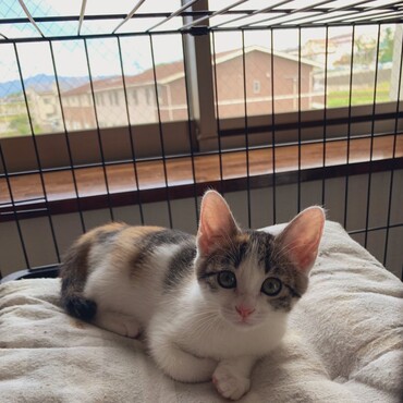 今日から新居。色々大変でした。