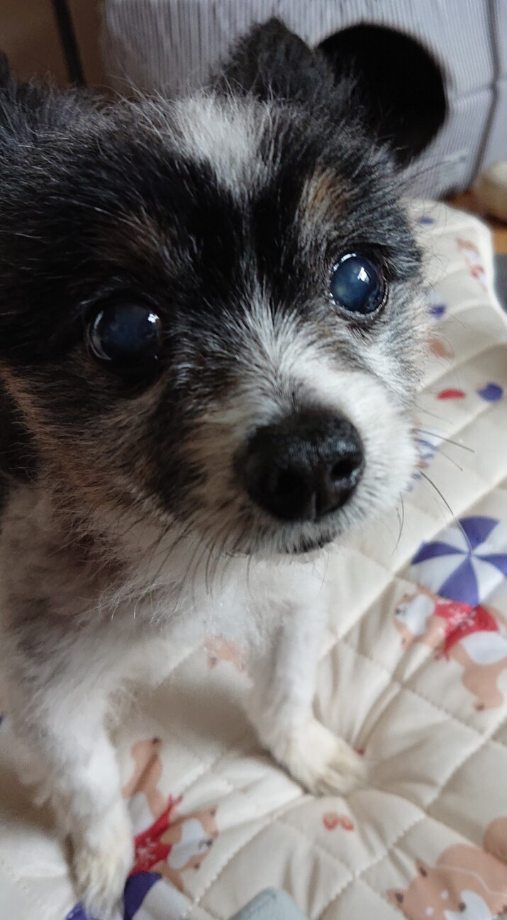 元気な美じぃさん おかゆちゃん 群馬県 犬の里親募集 ペットのおうち 月間利用者150万人