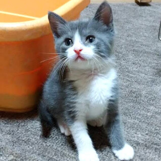 ミルクから育てられた幸（こう）くん