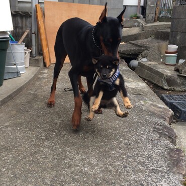お隣さんの子犬をお持ち帰り〜！食べてしまわないか心配だったけどとっても仲良しになりました♡