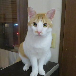 人間がだ～い好きチャンプくん、医療しつけ済