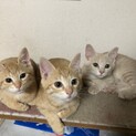 珍しいミルクティトラ♡2ヶ月♡
