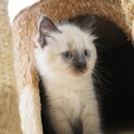 募集一時停止中！長毛美猫兄妹「チェリー」♪