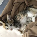 前足が1本ない可愛い子猫ちゃんの里親募集です