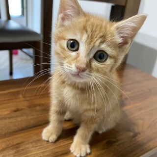 お陰様で良い里親さんが見つかりました