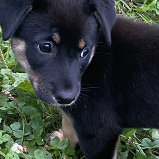 わんぱく！甘えん坊の「Guy-ガイ-くん」