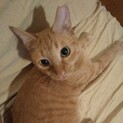 【多頭崩壊救出】大きなおめめのくるくる尻尾ちゃん