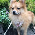 ７ヶ月くらいポメラニアン男の子キースくん