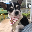 ５歳くらいチワワ女の子すぅちゃん