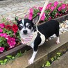 ５歳くらいチワワ女の子すぅちゃん サムネイル2