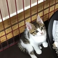 チョコ丸