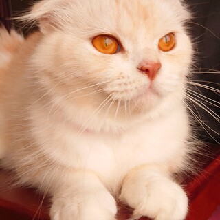 女王様なビビアンちゃん