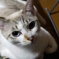 2歳の女の子です。
