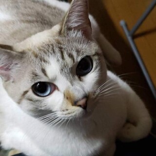 2歳の女の子です。