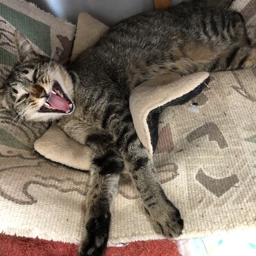 スーちゃんのあくび