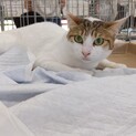 飼育放棄により一時保護している子です