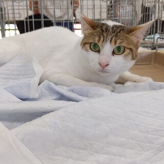 飼育放棄により一時保護している子です