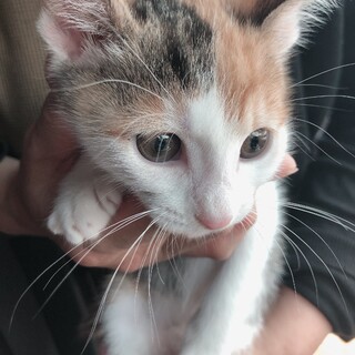 （募集一旦停止）生後2ヶ月⭐️可愛いさつきちゃん