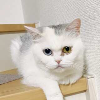 スコティッシュフォールドのシャイニーちゃん