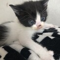 子猫 里親さん募集！