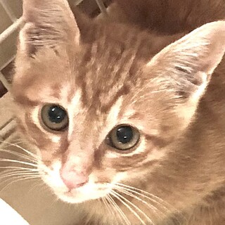 ちょっとビビりな茶トラのマロン君