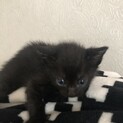 子猫 里親さま募集！
